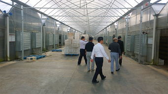 中盛永基食用菌产品全解析 最新展示与专业展览服务